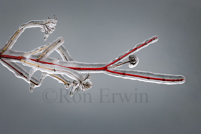 Spring Ice Storm