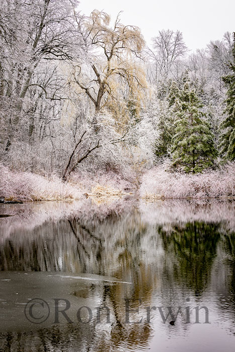 Spring Ice Storm