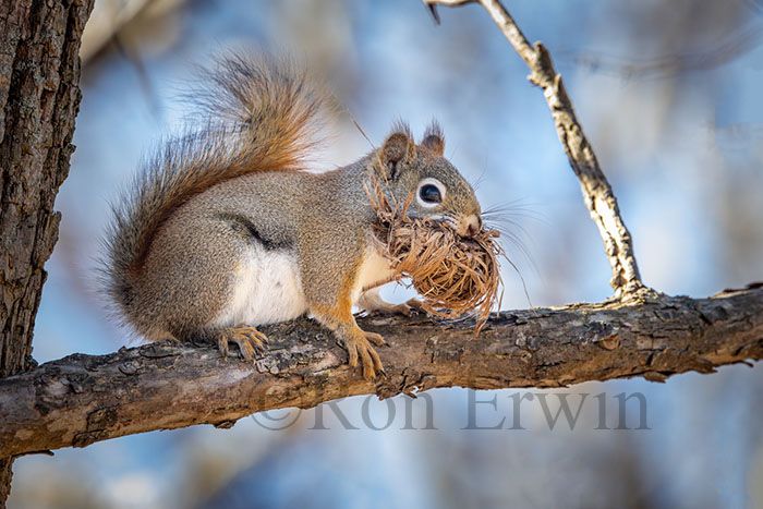 Red Squirrel