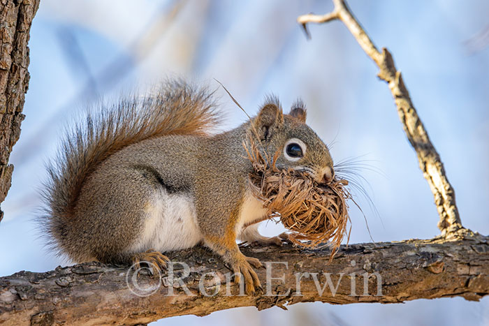 American Red Squirrel