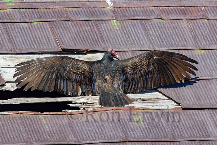 Turkey Vulture