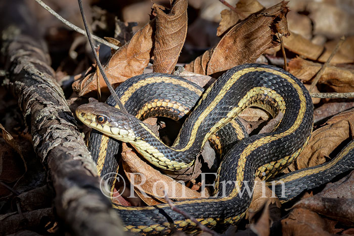 Eastern Gartersnake