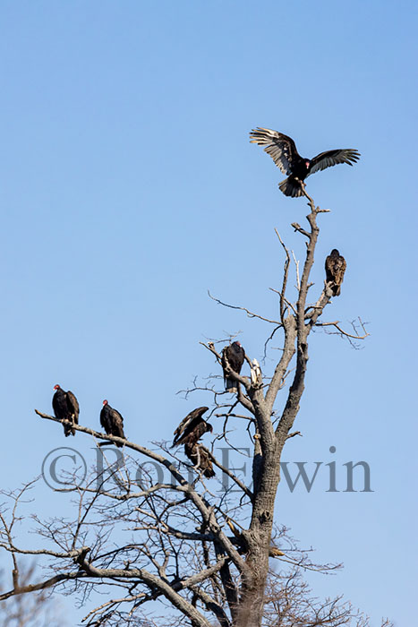 Turkey Vultures