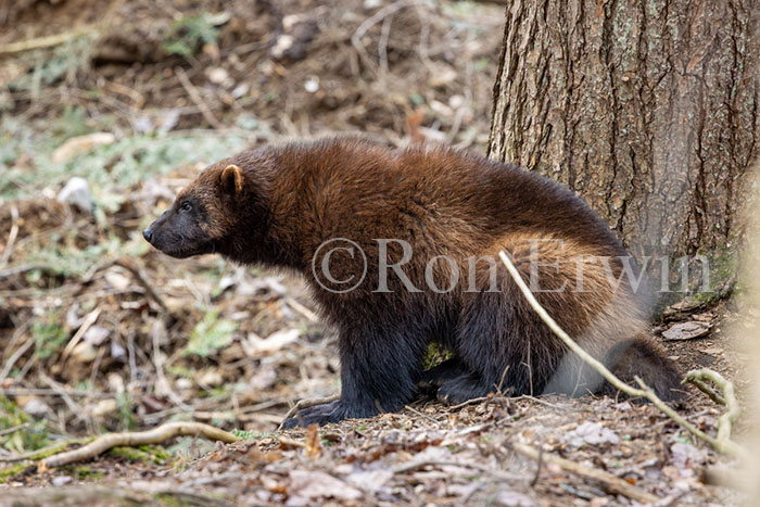 Wolverine