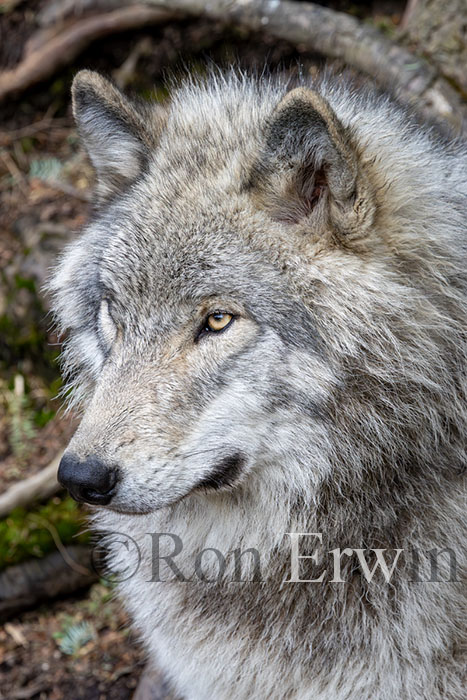 Grey Wolf