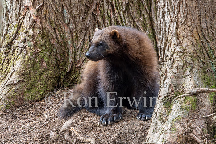 Wolverine
