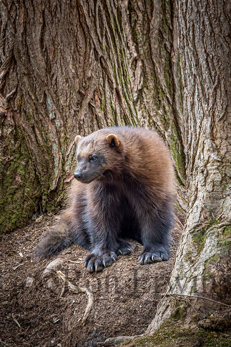 Wolverine