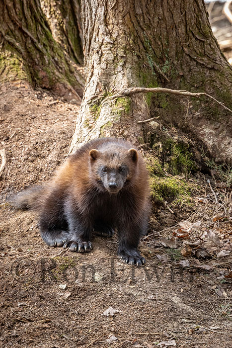 Wolverine