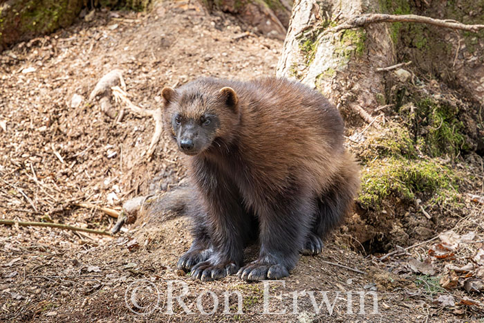 Wolverine