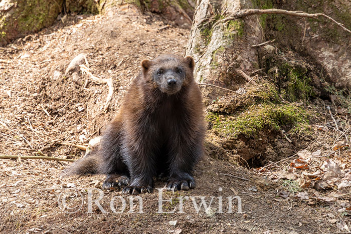 Wolverine