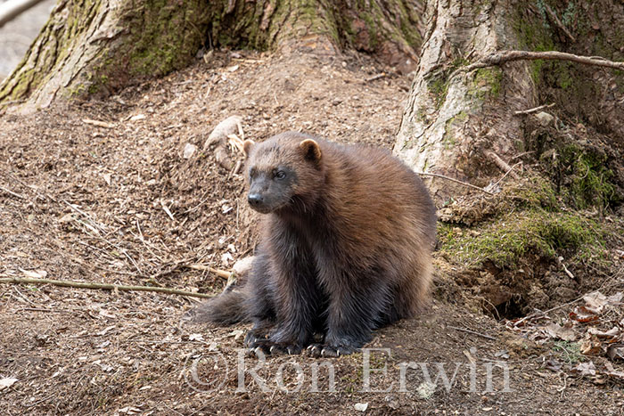 Wolverine