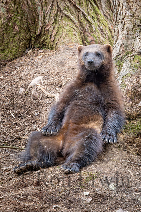 Sitting Wolverine