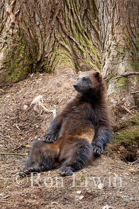 Sitting Wolverine