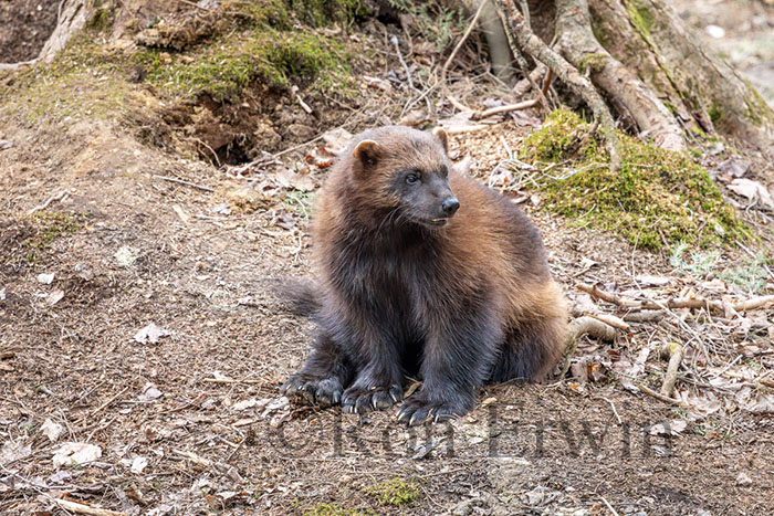 Wolverine
