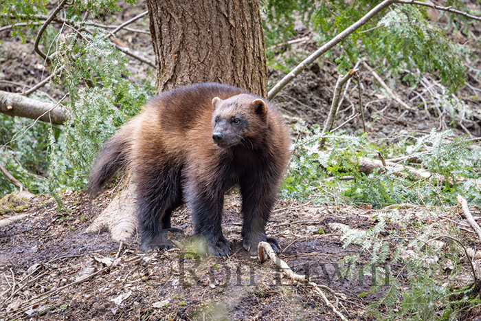 Wolverine