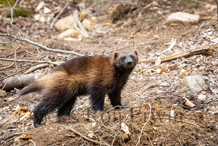 Wolverine
