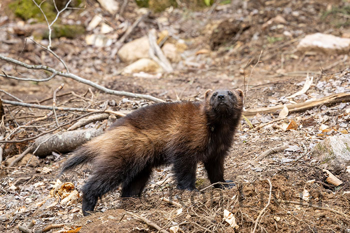 Wolverine