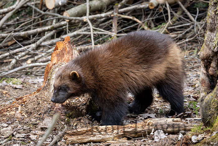 Wolverine