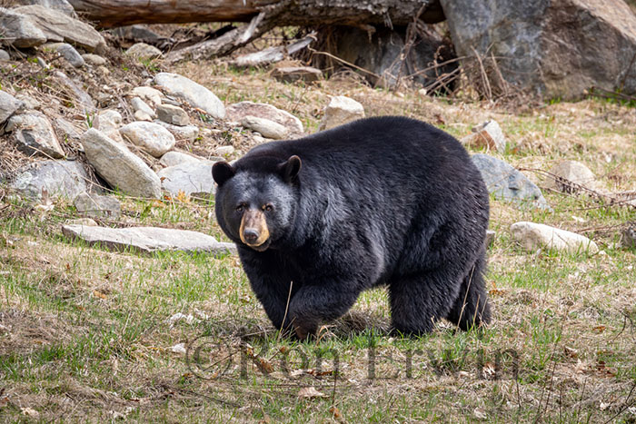 Black Bear