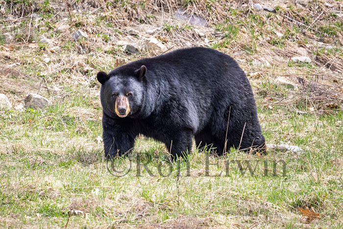 Black Bear