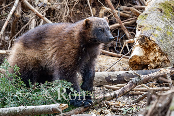 Wolverine