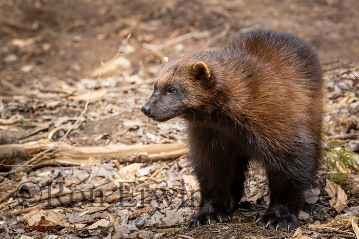Wolverine