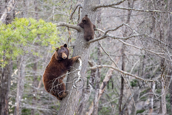 Cinnamon (Black) Bears