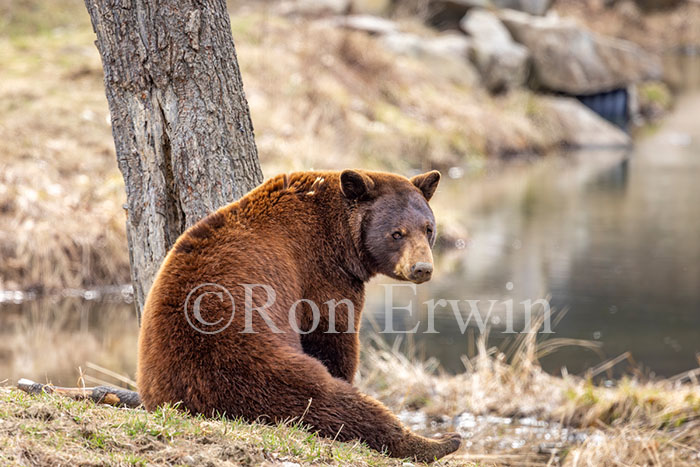 Cinnamon (Black) Bear