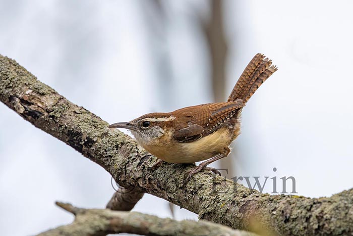 Carolina Wren