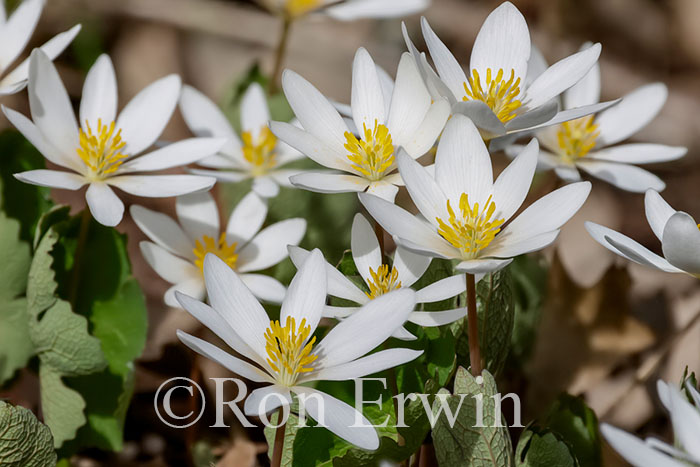 Bloodroot