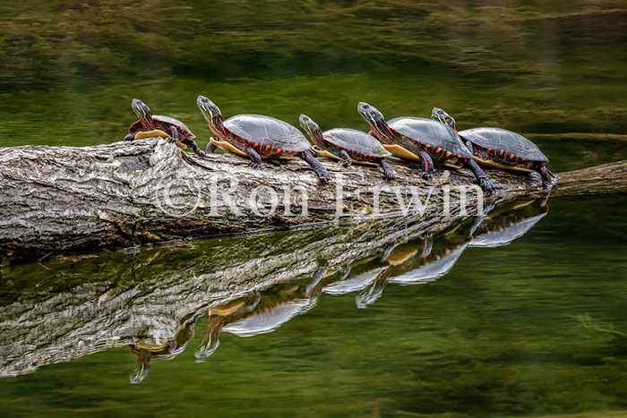 Basking Midland Painted Turtles