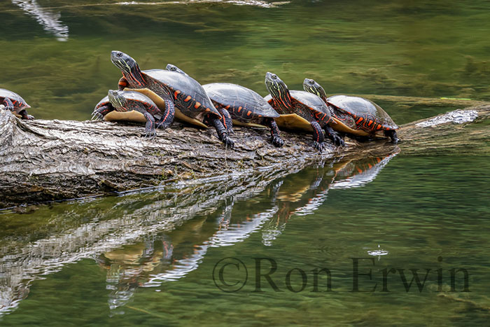 Basking Midland Painted Turtles