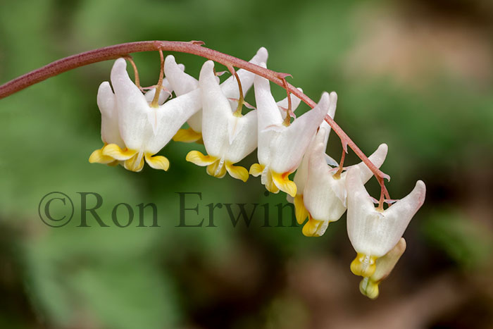 Dutchman's Breeches