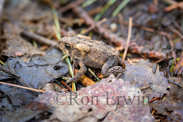 American Toadlet