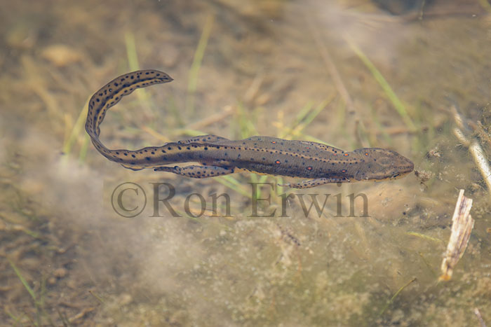 Red-spotted Newt Adult