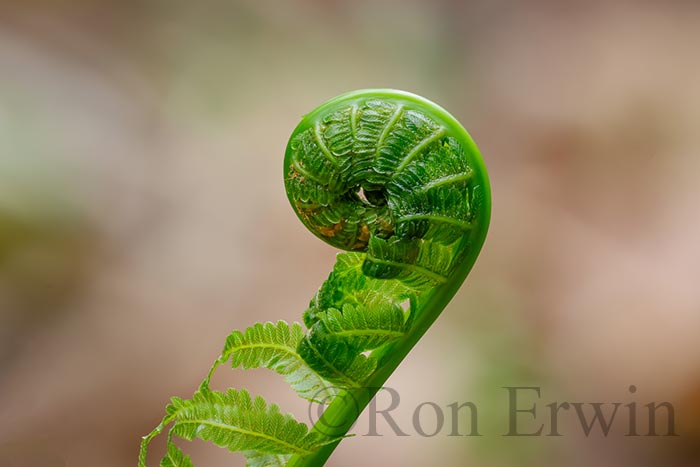 Fiddlehead Fern