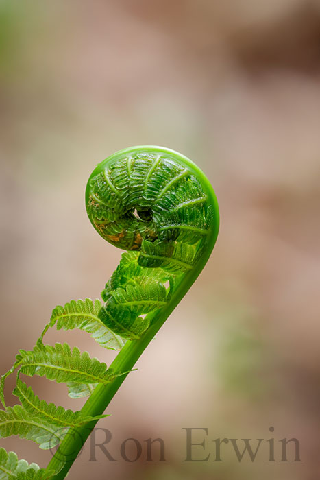 Fiddlehead Fern