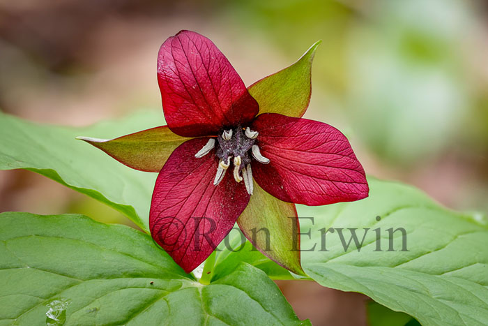 Red Trillium