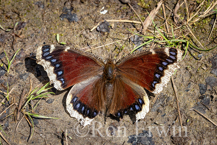 Mourning Cloak Butterfly