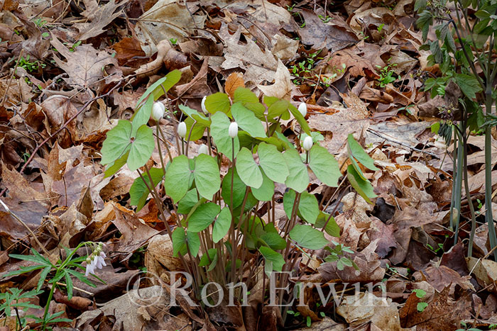 Twinleaf