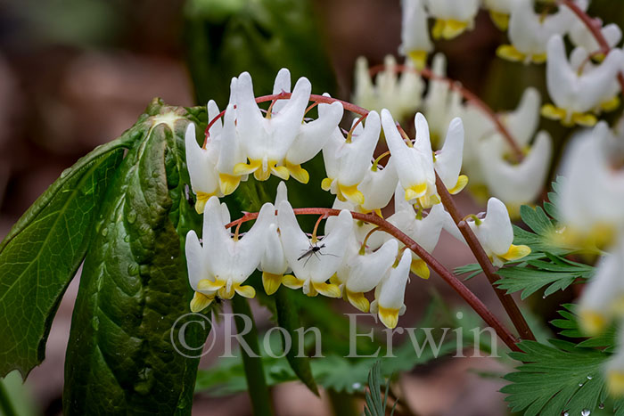 Dutchman's Breeches