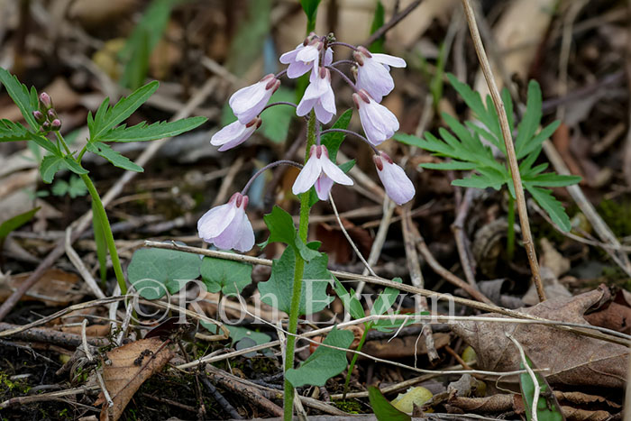 Purple Cress
