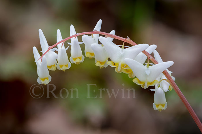 Dutchman's Breeches