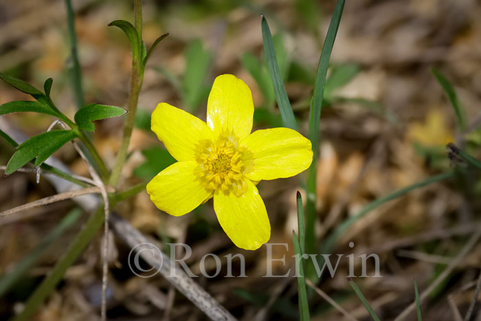 Early Buttercup