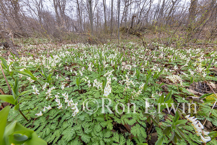  Dutchman's Breeches Patch
