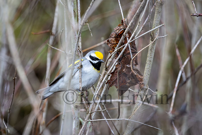 Golden-winged Warbler