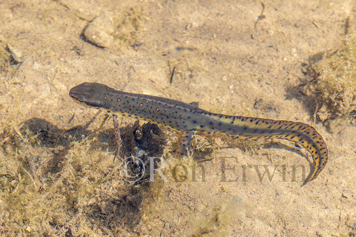 Red-spotted Newt Adult