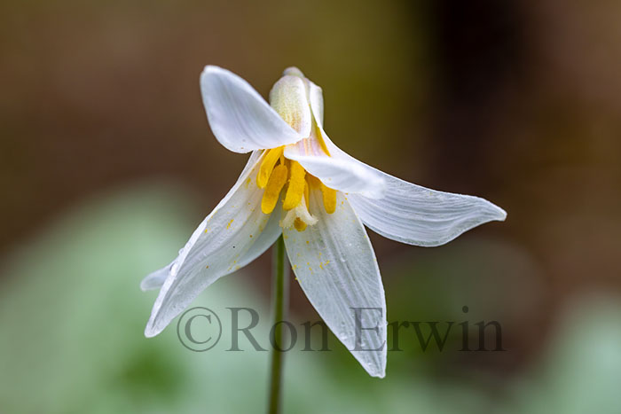 White Trout Lily