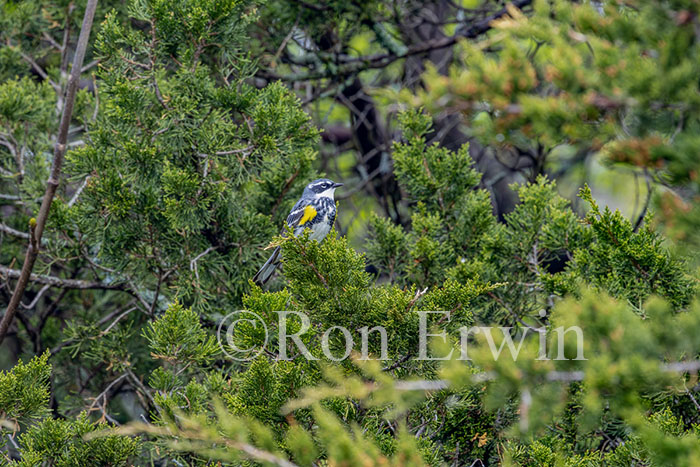 Female Yellow-rumped Warbler