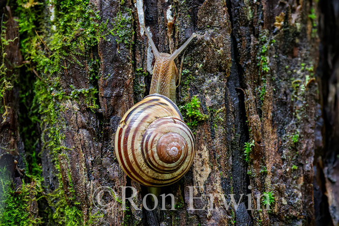 Brown-lipped Snail